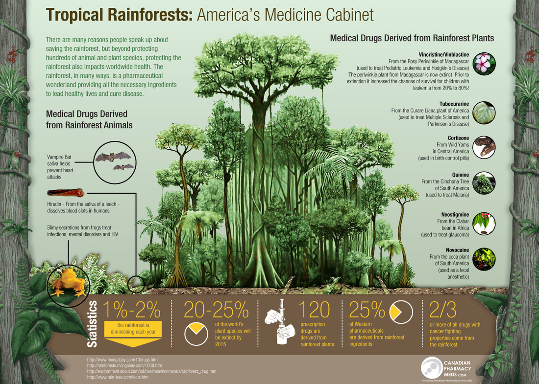 Flora And Fauna Tropical Rainforests