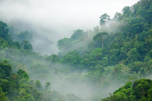 Rainforest: What Is The Climate Of The Tropical Rainforest